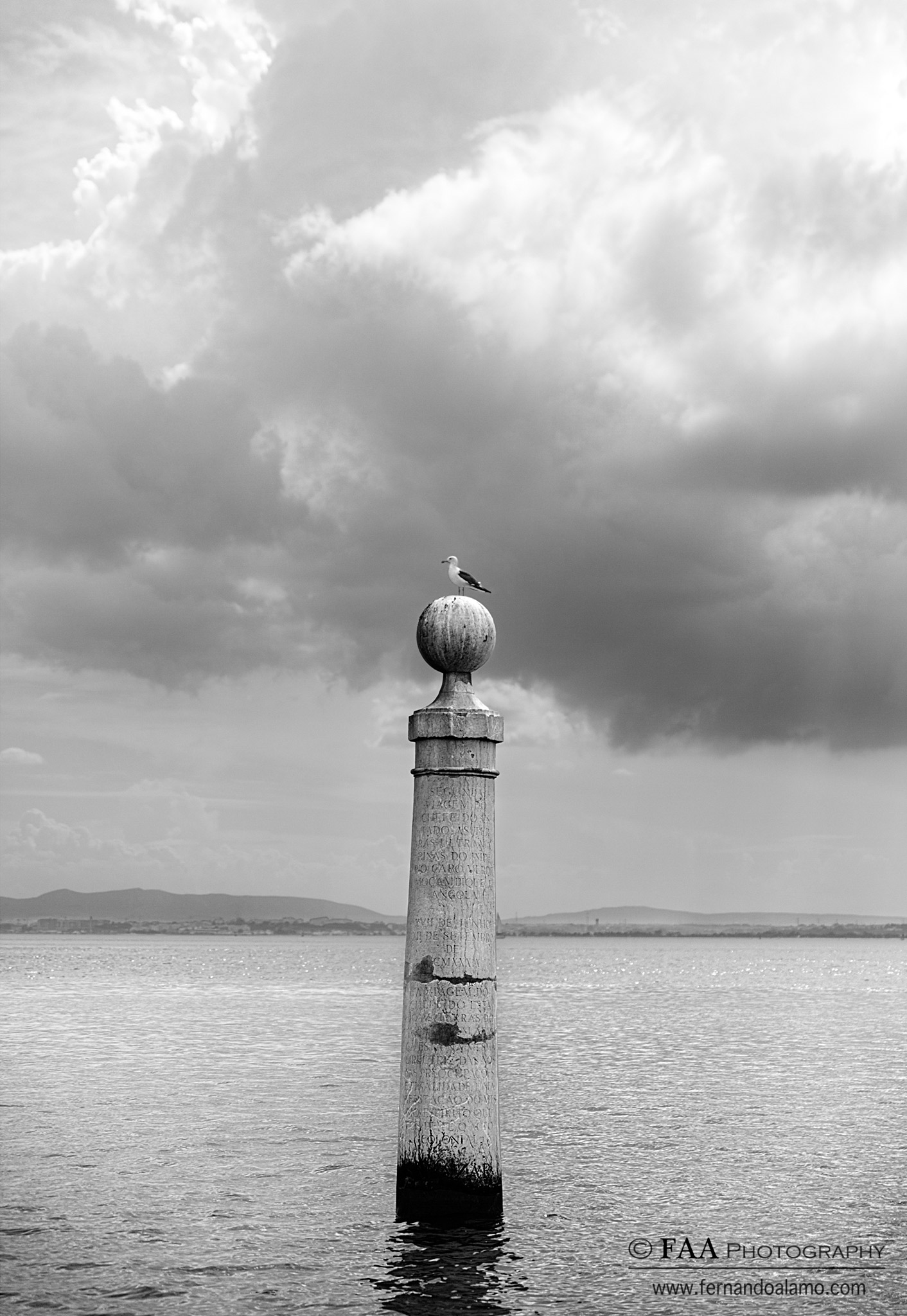 Gaviota en Pilar