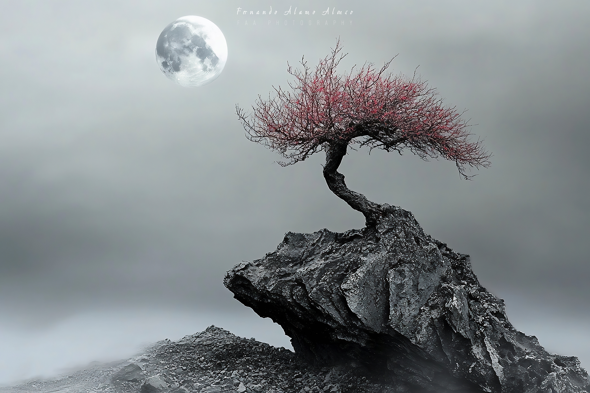 Árbol Solitarioa Frente a la Luna Caras Ionut